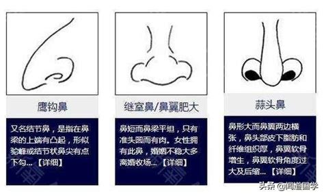 鼻子面相学|面相学入门知识大全之鼻相图文详解大全